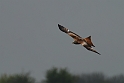 Red kite